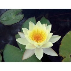 Nymphaea 'moorei'