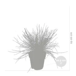 3x Festuca Glauca 'eisvogel' - Fétuque Bleue - Rustique - ⌀10.5 Cm - ↕15-20 Cm 6 3x Festuca Glauca 'eisvogel' - Fétuque Bleue - Rustique - ⌀10.5 Cm - ↕15-20 Cm -Ryobi Jardin Boutique 64305ddf5d40b7.11239263