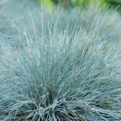 3x Festuca Glauca 'eisvogel' - Fétuque Bleue - Rustique - ⌀10.5 Cm - ↕15-20 Cm 7 3x Festuca Glauca 'eisvogel' - Fétuque Bleue - Rustique - ⌀10.5 Cm - ↕15-20 Cm -Ryobi Jardin Boutique 64305ddf741ec3.51952247