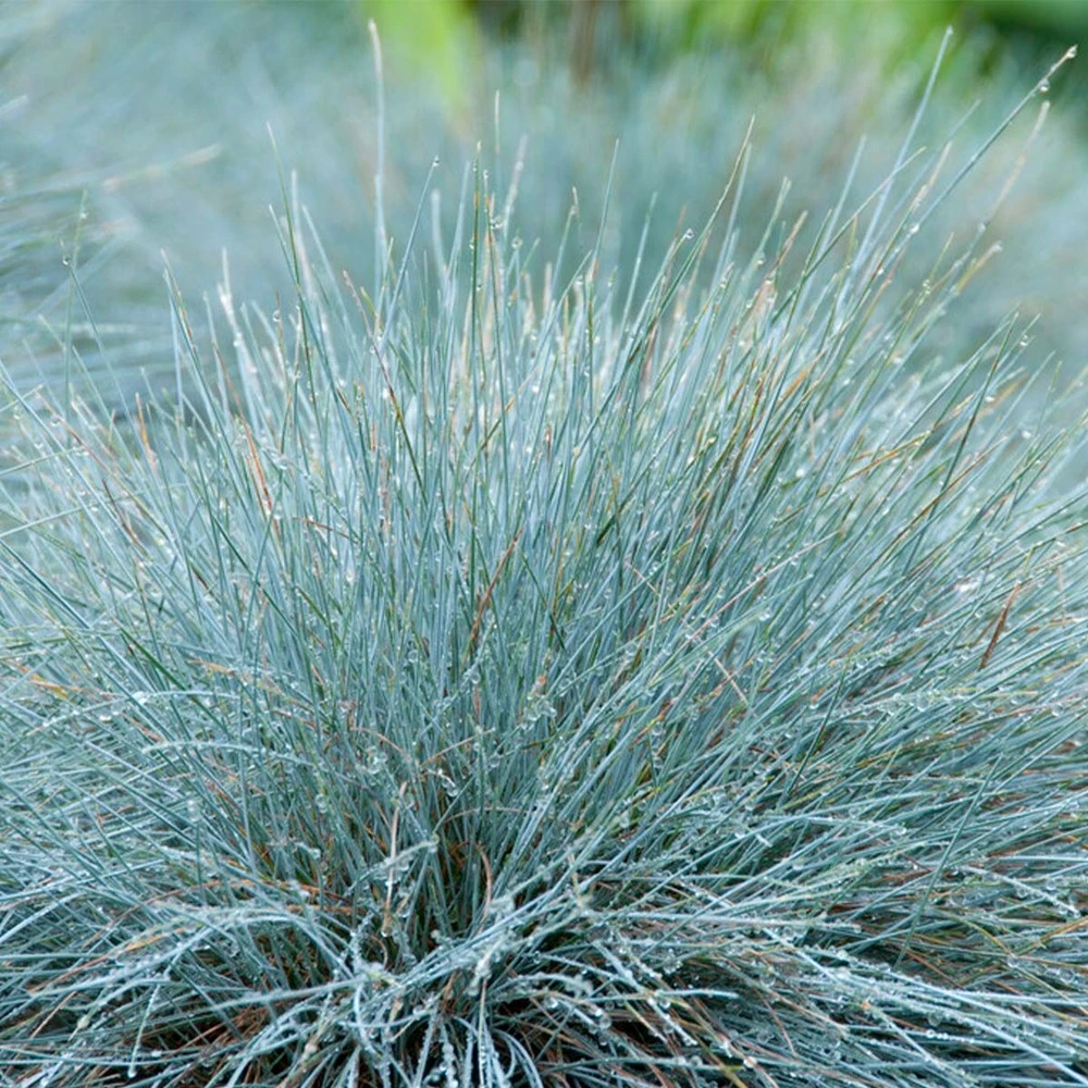 3x Festuca Glauca 'eisvogel' - Fétuque Bleue - Rustique - ⌀10.5 Cm - ↕15-20 Cm 4 3x Festuca Glauca 'eisvogel' - Fétuque Bleue - Rustique - ⌀10.5 Cm - ↕15-20 Cm – Image 4