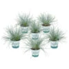 3x Festuca Glauca 'eisvogel' - Fétuque Bleue - Rustique - ⌀10.5 Cm - ↕15-20 Cm
