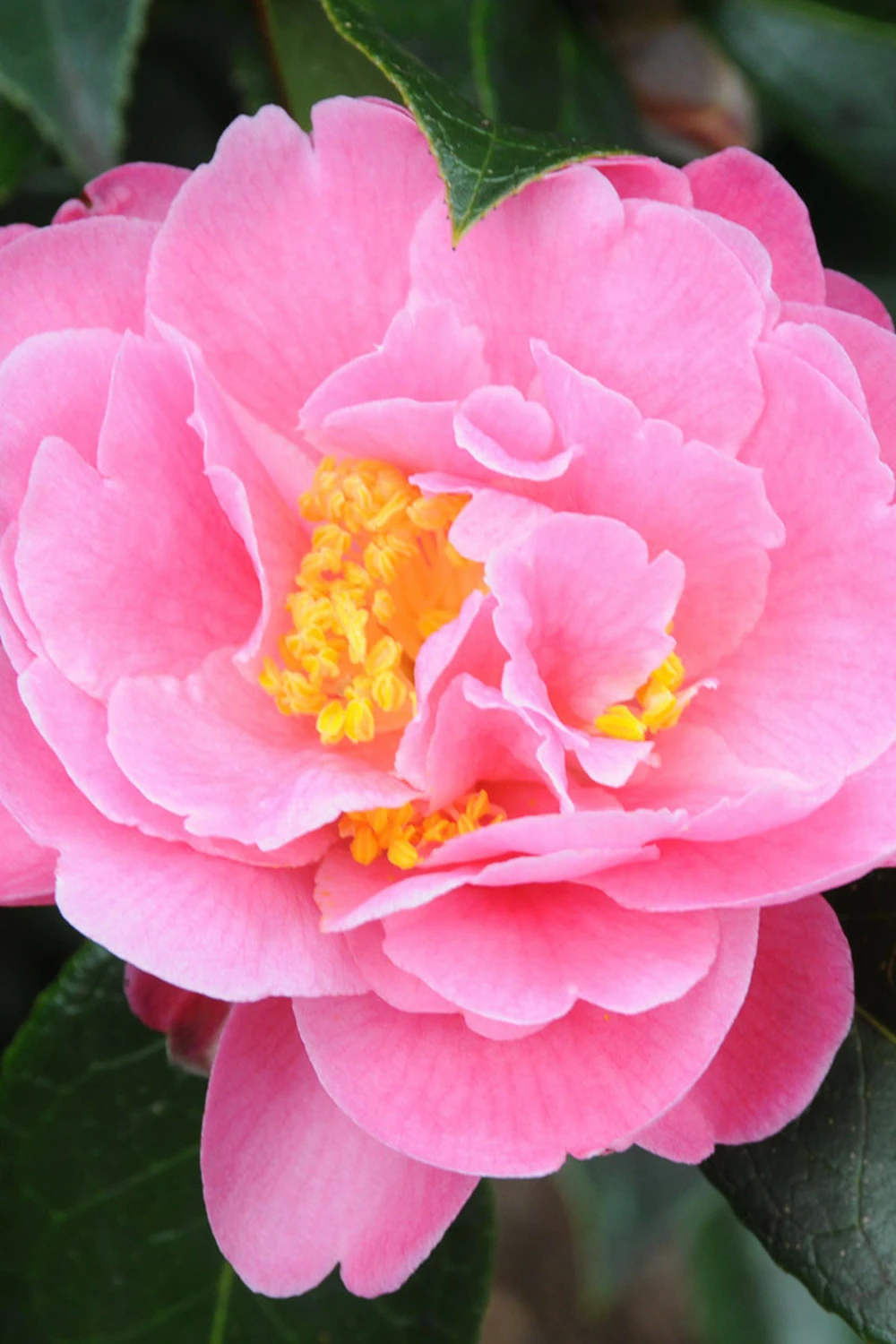 Camélia 'olé' - 5l 1 Camélia 'olé' - 5l