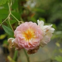 Rosier Ancien 'ghislaine De Féligonde' - Rosa 3l -Ryobi Jardin Boutique 644283dd889904.04327991