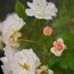 Rosier Ancien 'ghislaine De Féligonde' - Rosa 3l -Ryobi Jardin Boutique 644283dda34b50.11481764