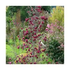 Magnolia De Chine, Magnolia De Soulange Soulangiana Genie/godet - 5/20 Cm -Ryobi Jardin Boutique 644c6230147fe4.68546921