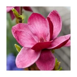 Magnolia De Chine, Magnolia De Soulange Soulangiana Genie/godet - 5/20 Cm -Ryobi Jardin Boutique 644c62301f7a42.96334449