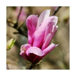 Magnolia à Fleurs De Lis Nigra/godet - 5/20 Cm 9 Magnolia à Fleurs De Lis Nigra/godet - 5/20 Cm -Ryobi Jardin Boutique 6450fef0dca710.83540469