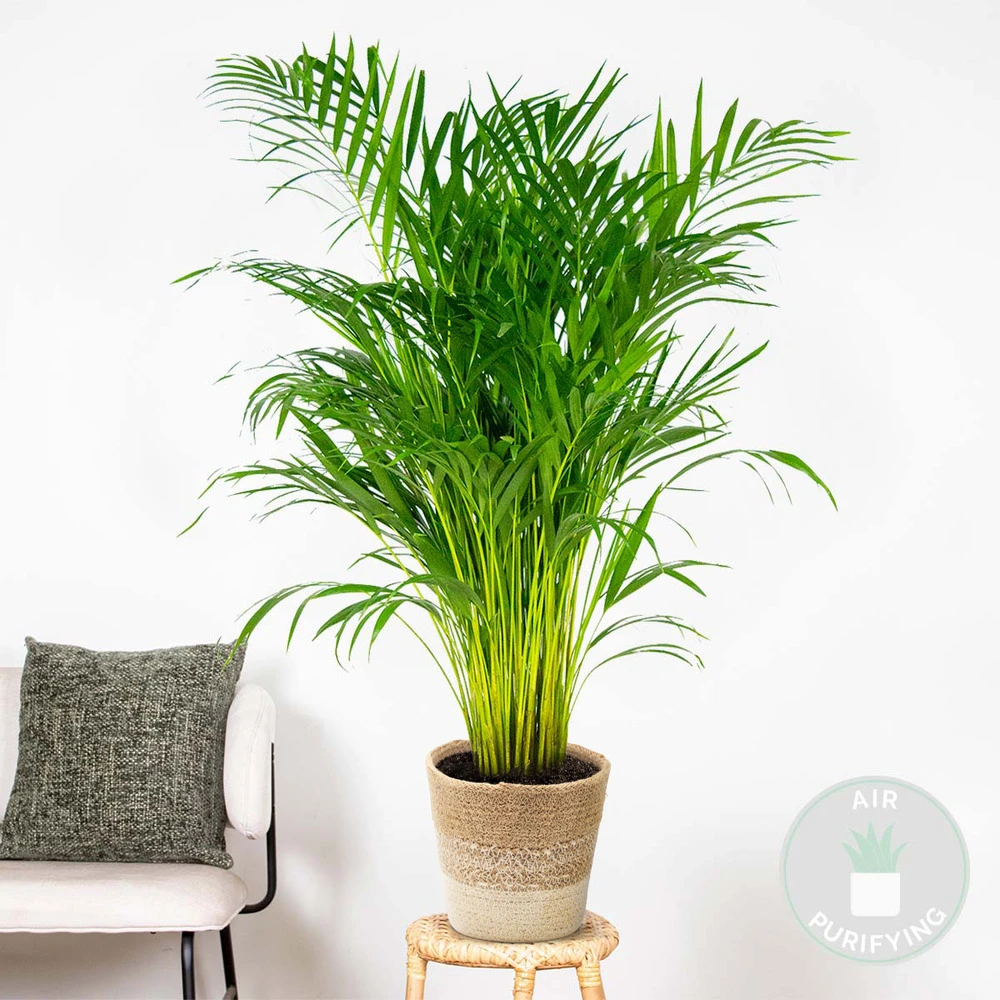 Dypsis Lutescens Incl. Panier Nea - Golden Palm - Facile D'entretien - ⌀21 Cm - ↕100-110 Cm 2 Dypsis Lutescens Incl. Panier Nea - Golden Palm - Facile D'entretien - ⌀21 Cm - ↕100-110 Cm – Image 2