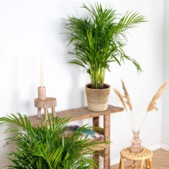 Dypsis Lutescens Incl. Panier En Jute - Gold Palm - ⌀20 Cm - ↕90-100 Cm 8 Dypsis Lutescens Incl. Panier En Jute - Gold Palm - ⌀20 Cm - ↕90-100 Cm -Ryobi Jardin Boutique 6450ff6934f1c0.48798216
