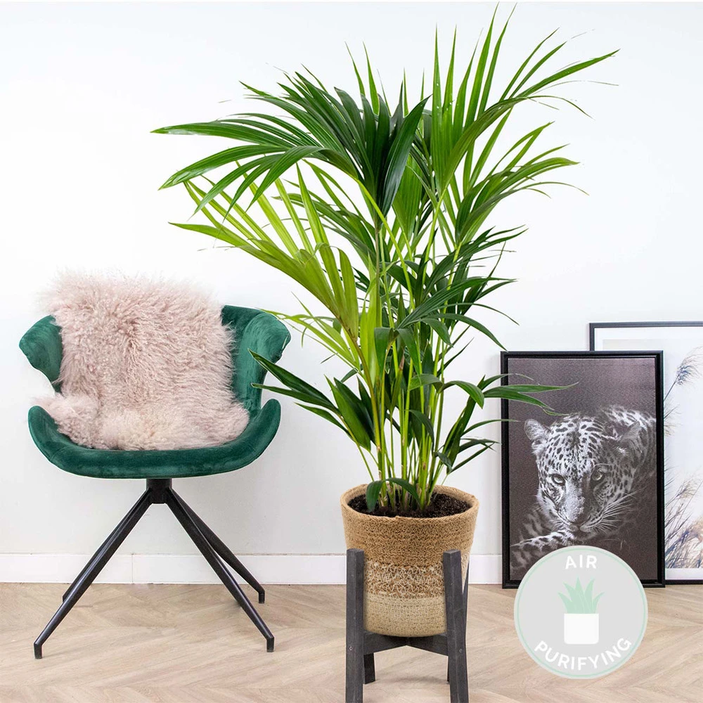 Howea Forsteriana Incl. Panier En Jute - Palmier Kentia - ⌀19 Cm - ↕90-100 Cm 2 Howea Forsteriana Incl. Panier En Jute - Palmier Kentia - ⌀19 Cm - ↕90-100 Cm – Image 2