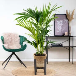 Howea Forsteriana Incl. Panier En Jute - Palmier Kentia - ⌀19 Cm - ↕90-100 Cm 8 Howea Forsteriana Incl. Panier En Jute - Palmier Kentia - ⌀19 Cm - ↕90-100 Cm -Ryobi Jardin Boutique 6450ff6ad42705.73721678