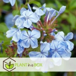 Plumbago Auriculata - Set De 6 - Grimpante Fleurie - Pot 9cm - Hauteur 25-40cm 9 Plumbago Auriculata - Set De 6 - Grimpante Fleurie - Pot 9cm - Hauteur 25-40cm -Ryobi Jardin Boutique 64594c8473cad1.81563434