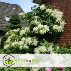 Hortensia Petiolaris - Set De 6 - Hortensia Grimpant - Pot 9cm - Hauteur 25-40cm -Ryobi Jardin Boutique 64594c8e1c49b7.79268472