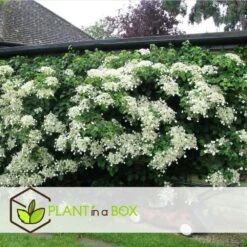 Hortensia Petiolaris - Set De 6 - Hortensia Grimpant - Pot 9cm - Hauteur 25-40cm -Ryobi Jardin Boutique 64594c8e465149.53064897