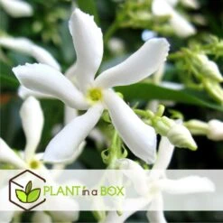 Jasmin Xl - Plante Grimpante - Pot 17cm - Hauteur 110-120cm -Ryobi Jardin Boutique 64594d518051c7.91127759