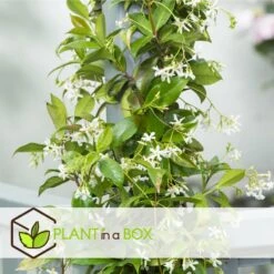 Jasmin Xl - Plante Grimpante - Pot 17cm - Hauteur 110-120cm -Ryobi Jardin Boutique 64594d518cf5e8.44702787