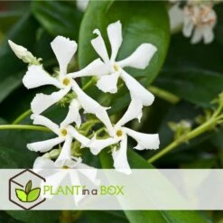 Jasmin Xl - Plante Grimpante - Pot 17cm - Hauteur 110-120cm -Ryobi Jardin Boutique 64594d519ae3a7.69029603