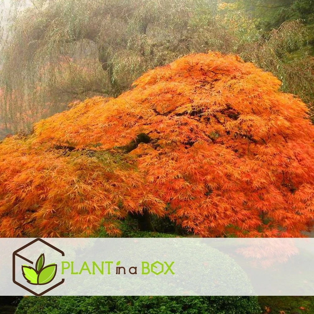 Erable Japonais 'orange Lace' - Set De 2 - Erable - Pot 19 - Hauteur 60-70cm 5 Erable Japonais 'orange Lace' - Set De 2 - Erable - Pot 19 - Hauteur 60-70cm – Image 5