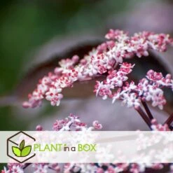 Sambucus Nigra 'black Lace' - Set De 4 - Pot 17cm - Hauteur 25-40cm -Ryobi Jardin Boutique 64594fe01c6815.60092599