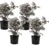 Sambucus Nigra 'black Lace' - Set De 4 - Pot 17cm - Hauteur 25-40cm