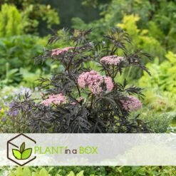 Sambucus Nigra 'black Lace' - Set De 4 - Pot 17cm - Hauteur 25-40cm -Ryobi Jardin Boutique 64594fe03806c9.54643939