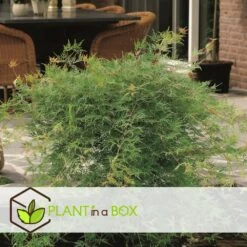 Acer Palmatum 'emerald Lace' - Set De 2 - Erable - Pot 19cm - Hauteur 60-70cm -Ryobi Jardin Boutique 64594fe76484d1.79791635