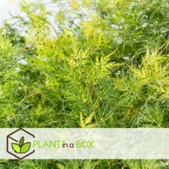 Acer Palmatum 'emerald Lace' - Set De 2 - Erable - Pot 19cm - Hauteur 60-70cm -Ryobi Jardin Boutique 64594fe7701380.01292774