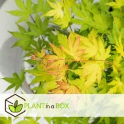 Acer 'orange Dream' - Set De 2 - Erable Japonais - Pot 19cm - Hauteur 60-70cm -Ryobi Jardin Boutique 64594fee6b73d3.76688745