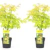 Acer 'orange Dream' - Set De 2 - Erable Japonais - Pot 19cm - Hauteur 60-70cm