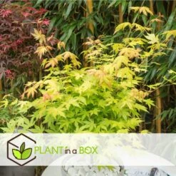 Acer 'orange Dream' - Set De 2 - Erable Japonais - Pot 19cm - Hauteur 60-70cm -Ryobi Jardin Boutique 64594fee93e6f8.30303969