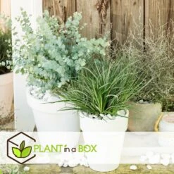 Fascicularia - Set De 2 - Feuilles Bleu-gris - Pot 13cm - Hauteur 20-30cm -Ryobi Jardin Boutique 64594ff3527889.00738581