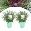 Fascicularia - Set De 2 - Feuilles Bleu-gris - Pot 13cm - Hauteur 20-30cm