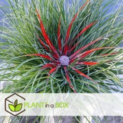 Fascicularia - Set De 2 - Feuilles Bleu-gris - Pot 13cm - Hauteur 20-30cm -Ryobi Jardin Boutique 64594ff35d31b3.50303557