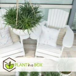 Fascicularia - Set De 2 - Feuilles Bleu-gris - Pot 13cm - Hauteur 20-30cm -Ryobi Jardin Boutique 64594ff376f620.10067684