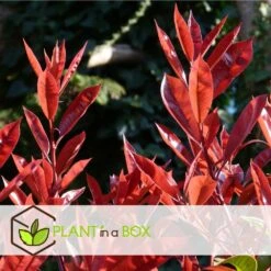 Photinia Fraseri Red Robin - Set De 4 - Pot 17cm - Hauteur 30-40cm -Ryobi Jardin Boutique 64594ff9d3e684.39326264