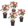 Photinia Fraseri Red Robin - Set De 4 - Pot 17cm - Hauteur 30-40cm