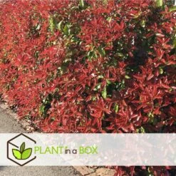 Photinia Fraseri Red Robin - Set De 6 - Pot 17cm - Hauteur 30-40cm 8 Photinia Fraseri Red Robin - Set De 6 - Pot 17cm - Hauteur 30-40cm -Ryobi Jardin Boutique 6459500a3f3082.23305329