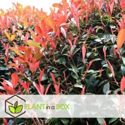 Photinia Fraseri Red Robin - Set De 6 - Pot 17cm - Hauteur 30-40cm 9 Photinia Fraseri Red Robin - Set De 6 - Pot 17cm - Hauteur 30-40cm -Ryobi Jardin Boutique 6459500a66e9f7.63273158