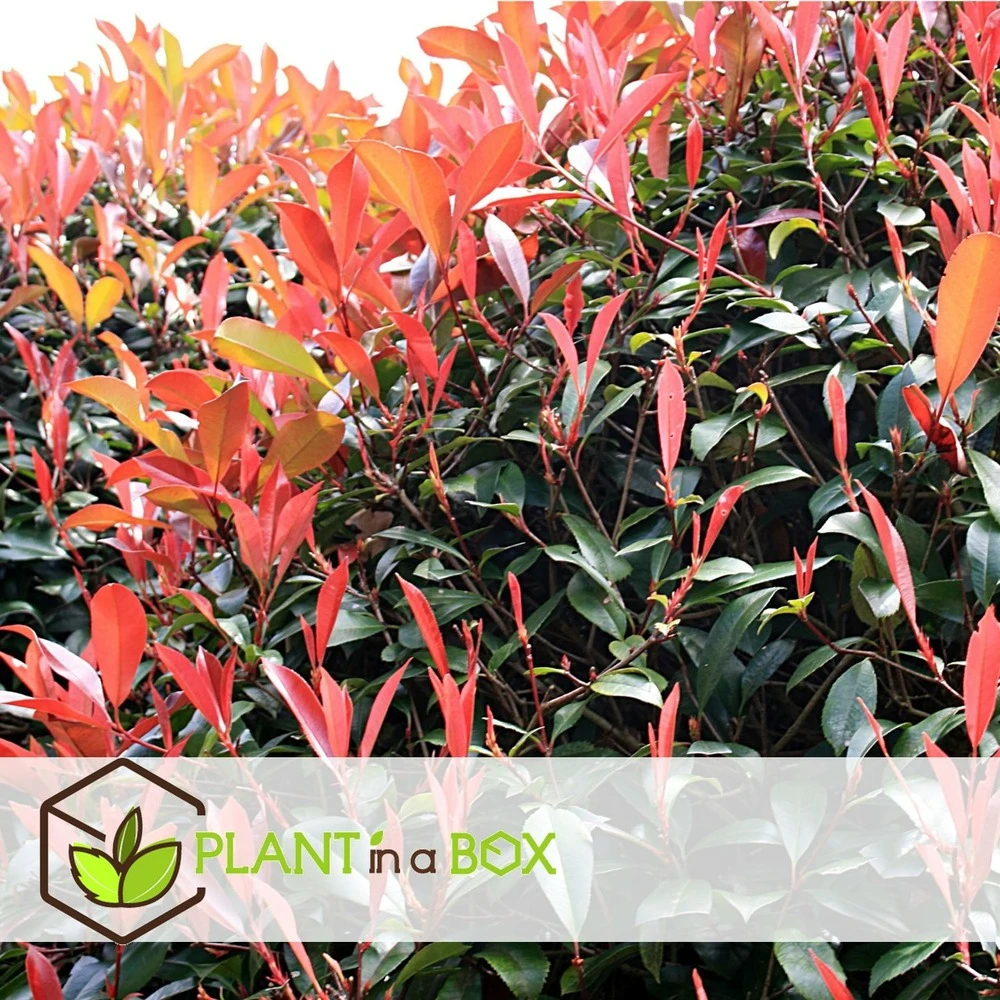 Photinia Fraseri Red Robin - Set De 6 - Pot 17cm - Hauteur 30-40cm 5 Photinia Fraseri Red Robin - Set De 6 - Pot 17cm - Hauteur 30-40cm – Image 5