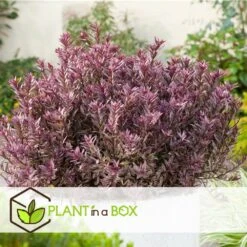 Hebe Pinguifolia - Mélange De 12 - Arbuste - Pot 10.5cm - Hauteur 15-20cm -Ryobi Jardin Boutique 6459500e64f3c6.09711097