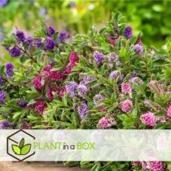 Hebe Pinguifolia - Mélange De 12 - Arbuste - Pot 10.5cm - Hauteur 15-20cm -Ryobi Jardin Boutique 6459500e708ff1.21350477