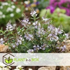 Hebe Pinguifolia - Mélange De 12 - Arbuste - Pot 10.5cm - Hauteur 15-20cm -Ryobi Jardin Boutique 6459500e849c88.75910708