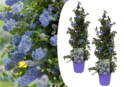 Ceanothus Thyrsiflorus Repens - Set De 2 - Arbuste - Pot 17cm - Hauteur 60-70cm
