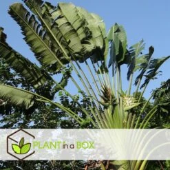 Ravenala Madagascariensis - Set De 6 - Palmier - Pot 9cm - Hauteur 25-40cm -Ryobi Jardin Boutique 6459514a411999.08180909