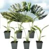 Ravenala Madagascariensis - Set De 6 - Palmier - Pot 9cm - Hauteur 25-40cm