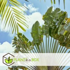 Ravenala Madagascariensis - Set De 6 - Palmier - Pot 9cm - Hauteur 25-40cm -Ryobi Jardin Boutique 6459514a4d3af4.73981020