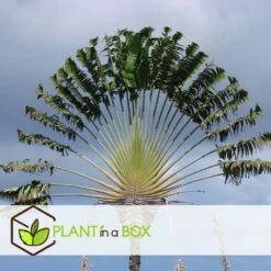 Ravenala Madagascariensis - Set De 6 - Palmier - Pot 9cm - Hauteur 25-40cm -Ryobi Jardin Boutique 6459514a638d88.90406025