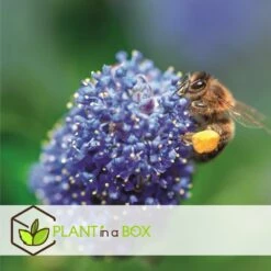 Ceanothus Thyrsiflorus Repens - Arbuste - Pot 17cm - Hauteur 60-70cm -Ryobi Jardin Boutique 64595167209750.66688397