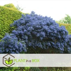 Ceanothus Thyrsiflorus Repens - Arbuste - Pot 17cm - Hauteur 60-70cm -Ryobi Jardin Boutique 64595167264cf5.38010472