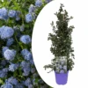 Ceanothus Thyrsiflorus Repens - Arbuste - Pot 17cm - Hauteur 60-70cm